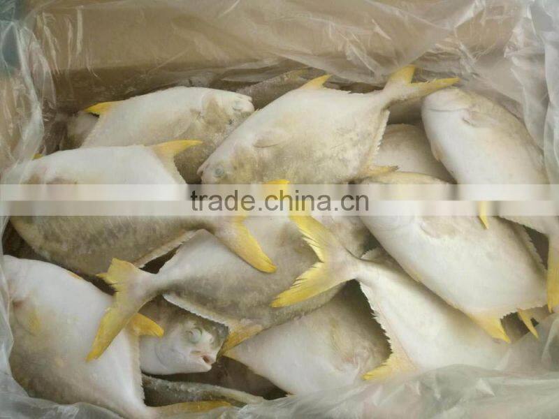 fishing net wholesale frozen seafood,delicious IQF frozen golden pomfret