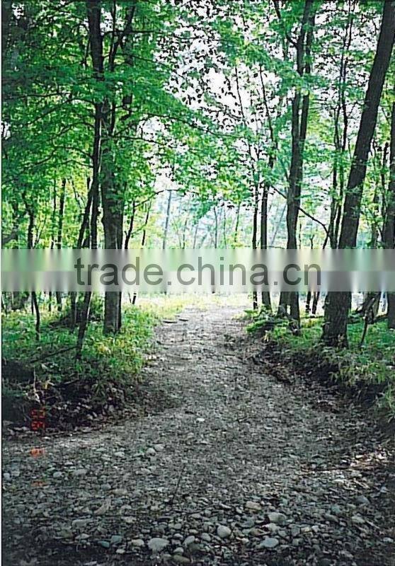 Forestland of 25ha in Tokachi,Hokkaido, Japan