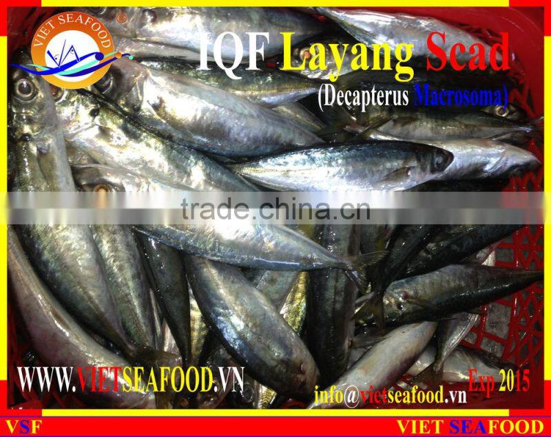 IQF LAYANG SCAD WHOLE ROUND