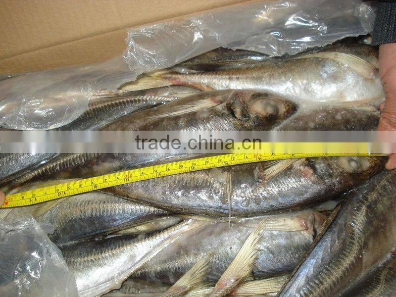 horse mackerel fish from China