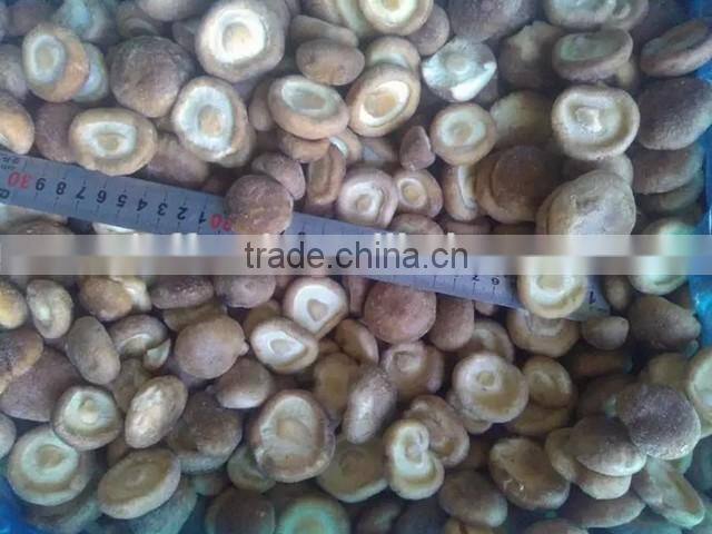 market prices for mushroom