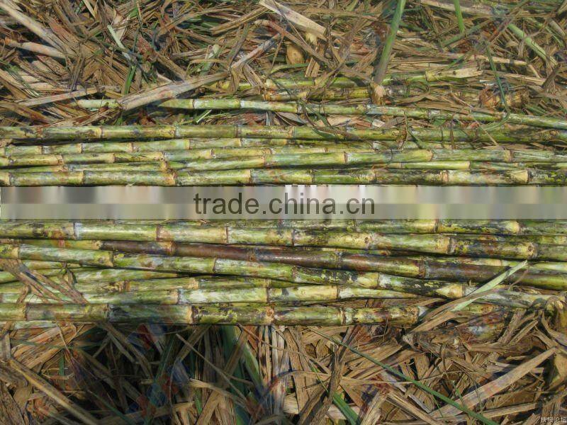 2014 HOT SALE farm diesel sugarcane leaf grinding machine--ISO certification 6BZ-15