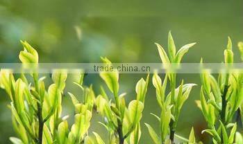 100% Matcha Green Tea Powder