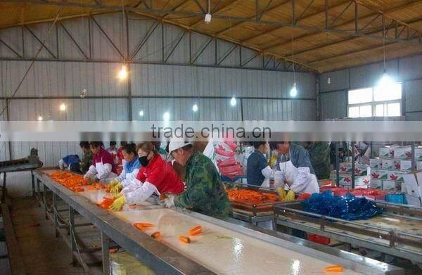 2014 new crop best price of farm fresh Carrot