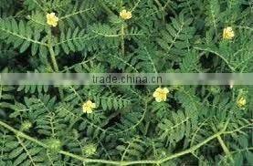 China Qingdao BNP Supplies Best Quality tribulus terrestris extract powder 70% saponins