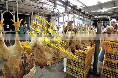 chicken slaughter machine/ Halal chicken slaughter machine line