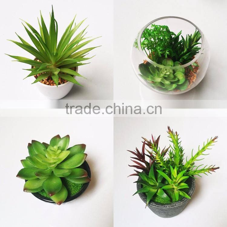 wholesale ornamental plants small plastic succulent plant bonsai