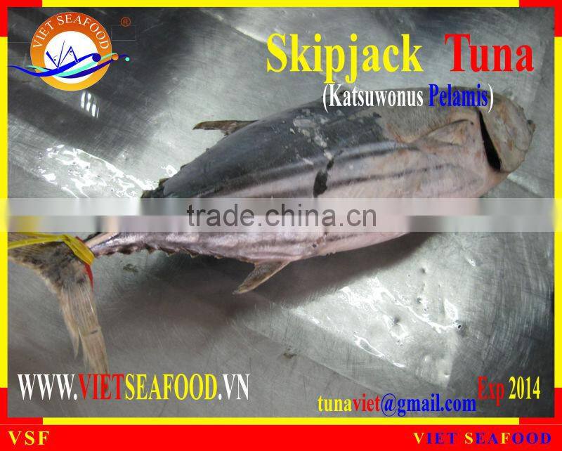 FROZEN SKIPJACK TUNA W/R