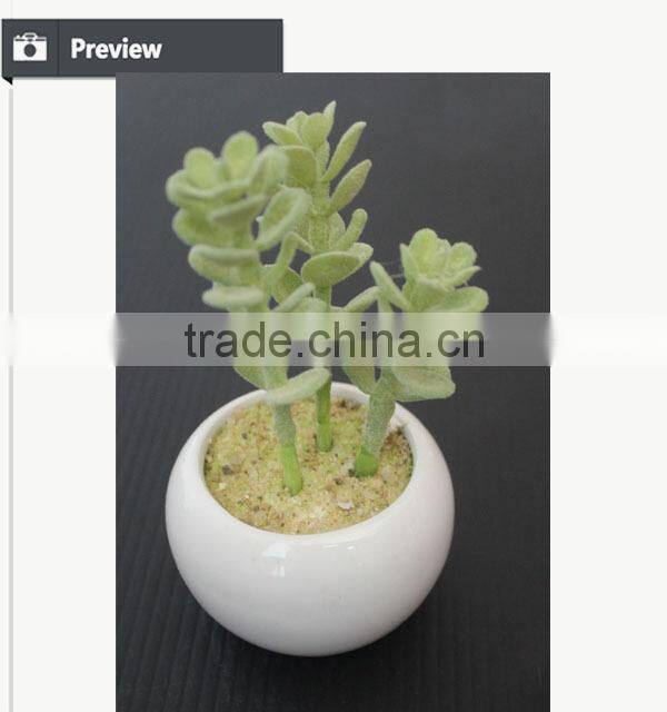 Cutest succulent plants wholesale mini tropical plants
