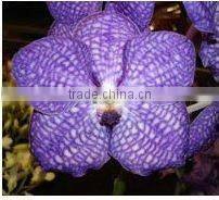 Thailand High Quality OR-019 Dendrobium Big Ham Orchid