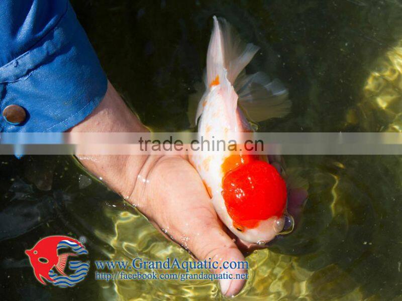high quality gold fish for Aquarium fish importer