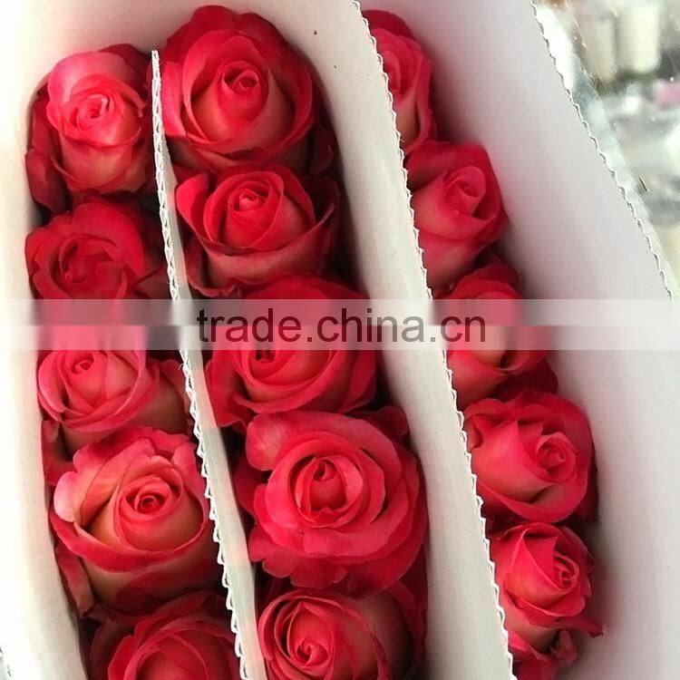Newest best selling multi-colored fresh cut rose flowers