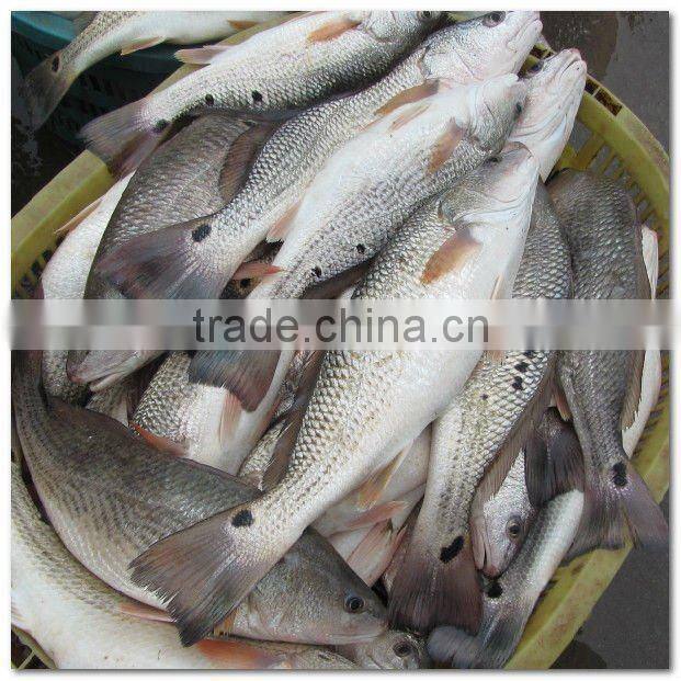 Frozen fresh sciaenops ocellatus fillet