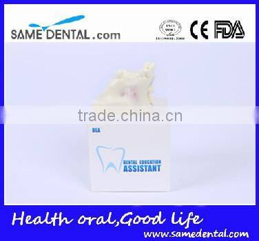 Sinus lift practice model Dental Eduction Assitant No. DEA-23