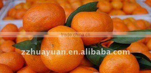 Sweet Nanfeng orange