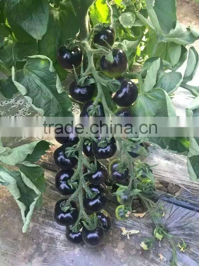 High quality Hybrid black cherry Tomato seeds for growing- Purple Bright