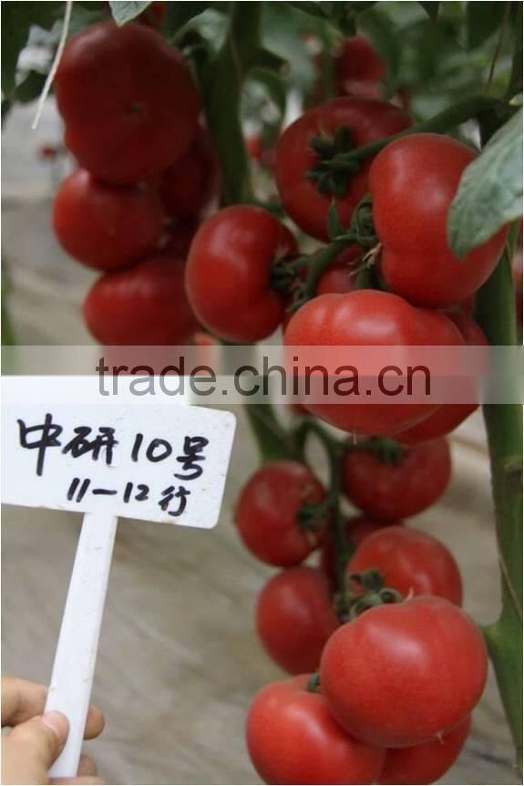 Super High Yield Top Quality Hybrid F1 Indeterminate Growth Big Pink Tomato Seeds For Growing-Zhong Yan No.10
