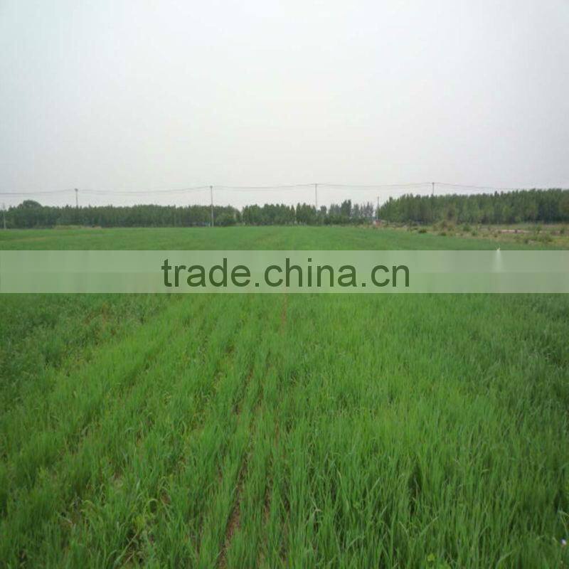 organic vegetable powder wheat grass powder