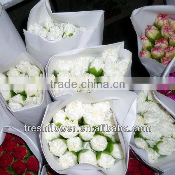 wholesale fresh cut flower of white carnation