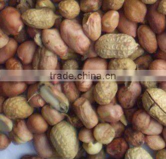 Automatic peanut color sorter, get highly praise by customers