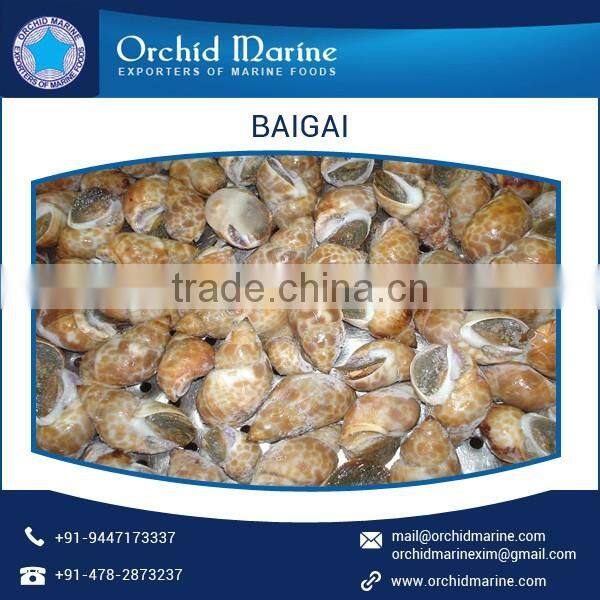 Top Quality Highly Demanded Shell Baigai IQF at Low Market Price