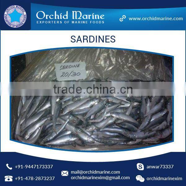 Protein Rich Long Shelf Life Tasty Sardine Fish from Wholesale Supplier