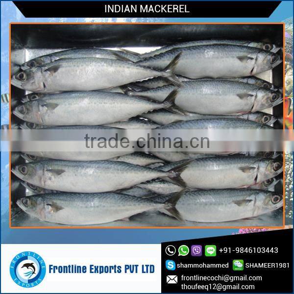 Frozen Horse Mackerel Fish for Export Market at Best Price