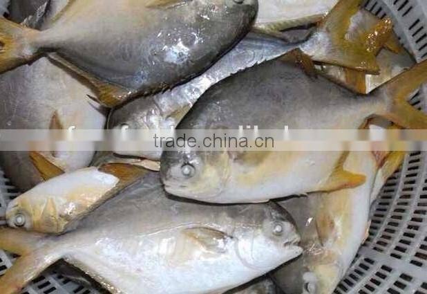 Golded pomfret China Suppliers