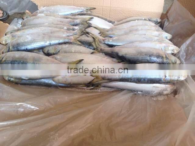 Frozen fresh whole round sardine fish