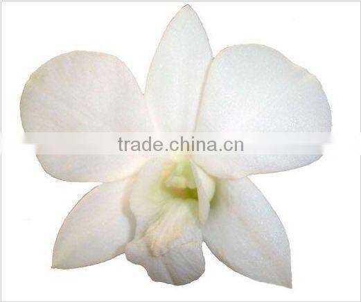 Thailand Top Quality D-003 Dendrobium Young Star Orchid