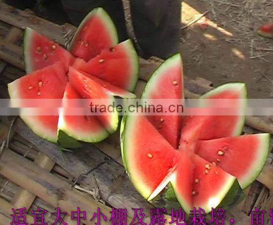 Xingyan NO.7 planting watermelon hybrid seed