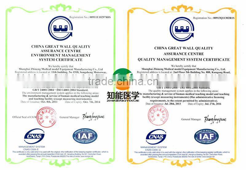 Ear Needles Acupuncture Model BIX-Y1016