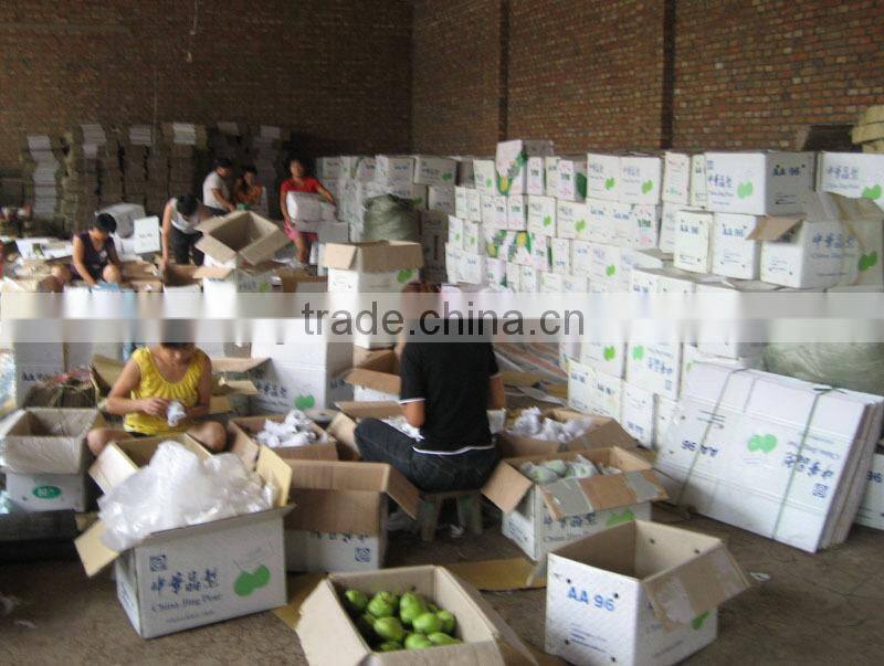 Fresh early-mature su pear supplier in China