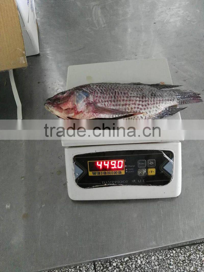 Freezer Gutted and Scaled tilapia 300/500g