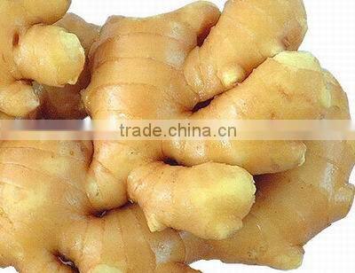 Vietnam Fresh Ginger
