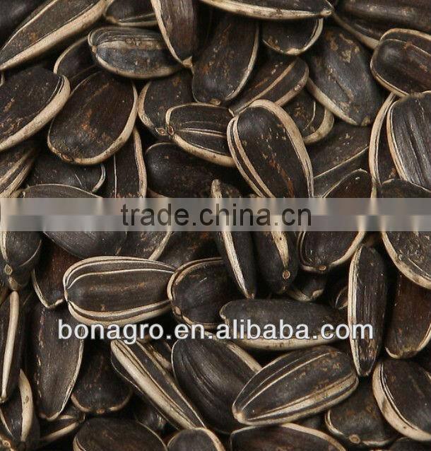 Wholesale Sunflower Seeds