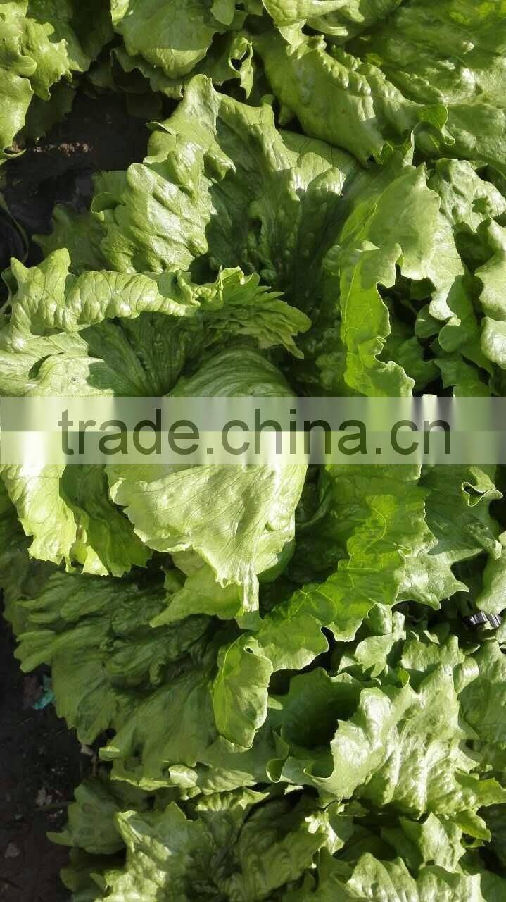 zhangbei Lettuce