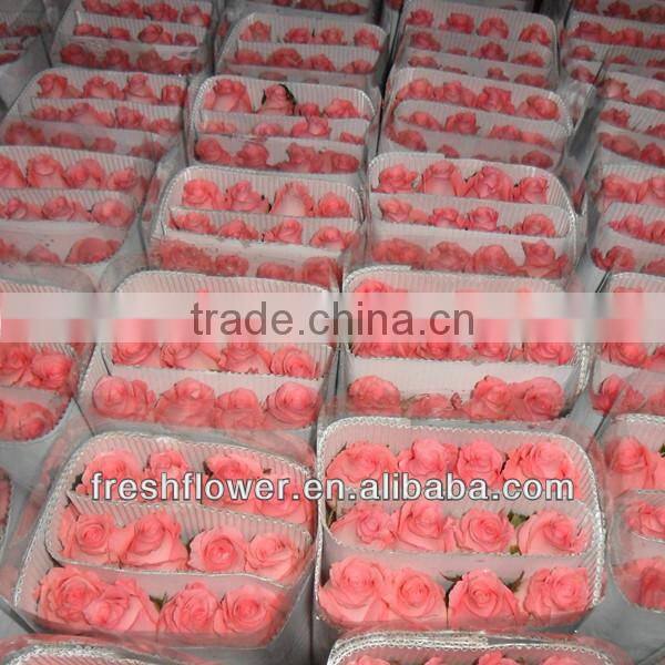 Fresh cut flowers of beautiful rose flower