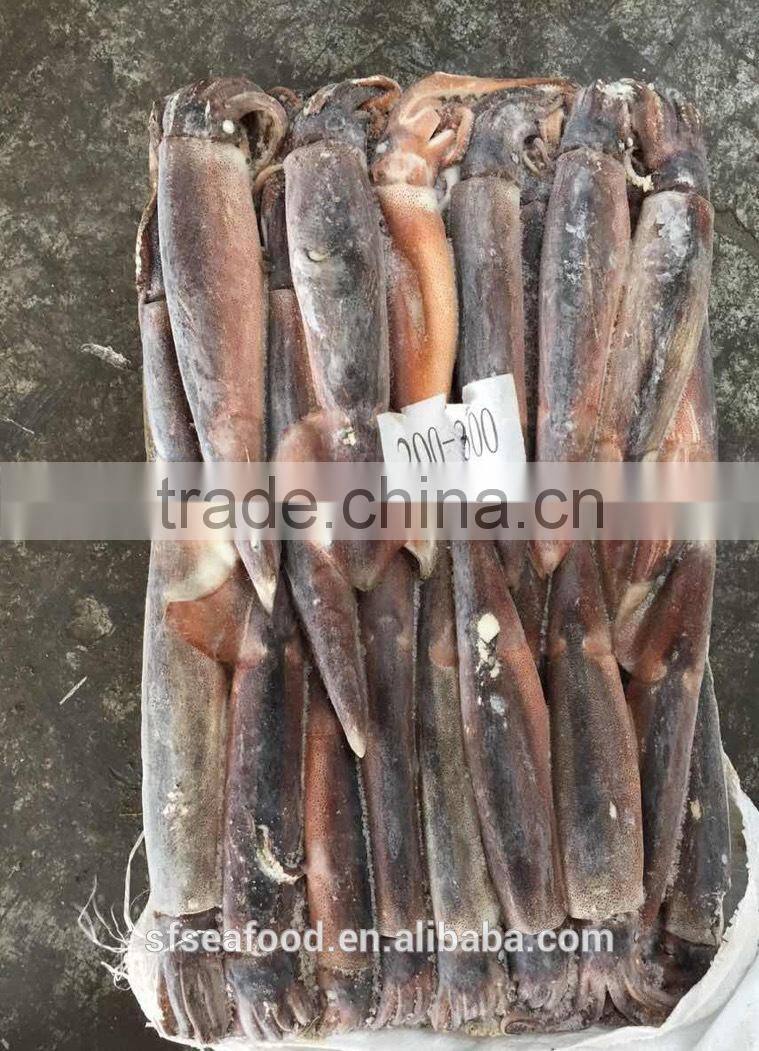 Health Food Frozen Illex Squid With High Nutritious Value
