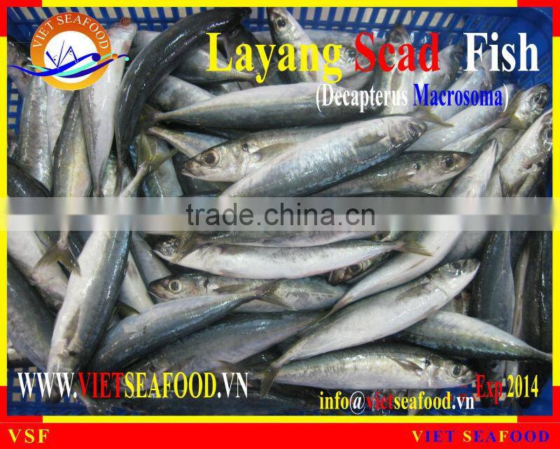 FROZEN LAYANG SCAD WHOLE ROUND
