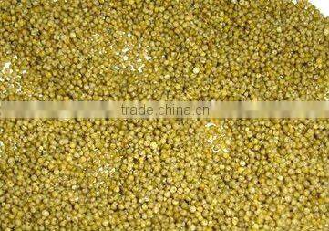 Green millet organic