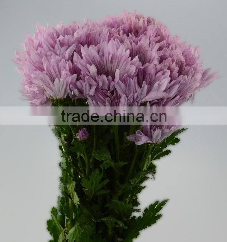 Quality new coming fresh pink chamomile chrysanthemum