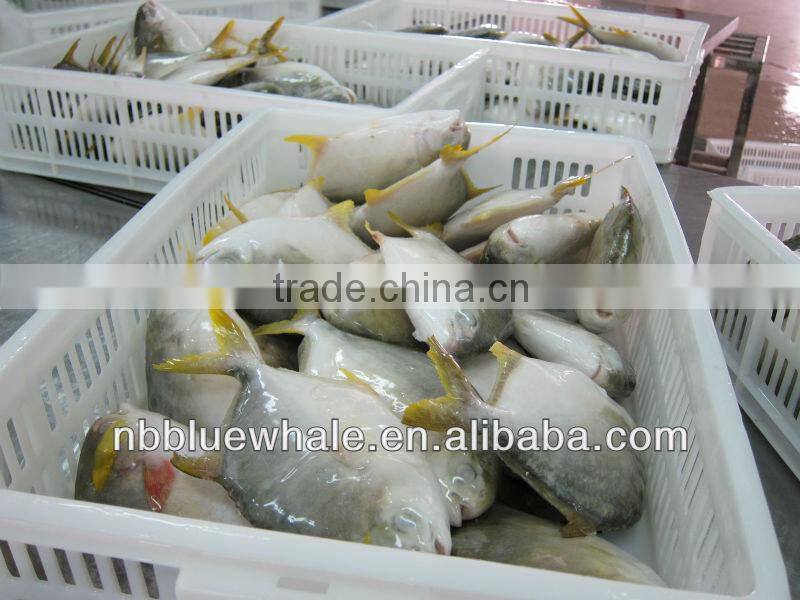 300-500G 400-600G 500-700G 800G UP pompano fish