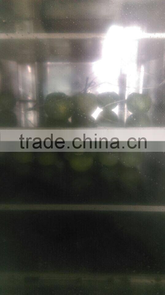 3kg/24h mushroom Vacuum Freeze equipment