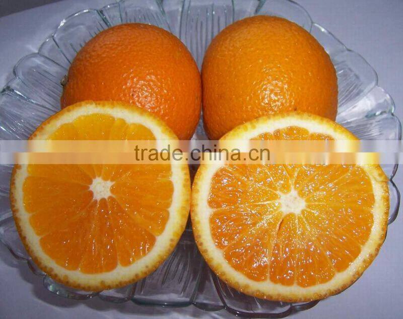 Bulk Navel Orange Fruits for Sale