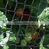 Climbing Plant Support