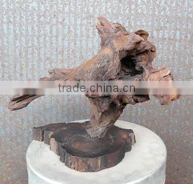 Tillandsia Air Plant