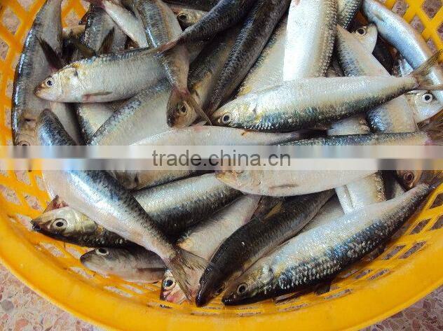 cheap sea frozen sardine fish