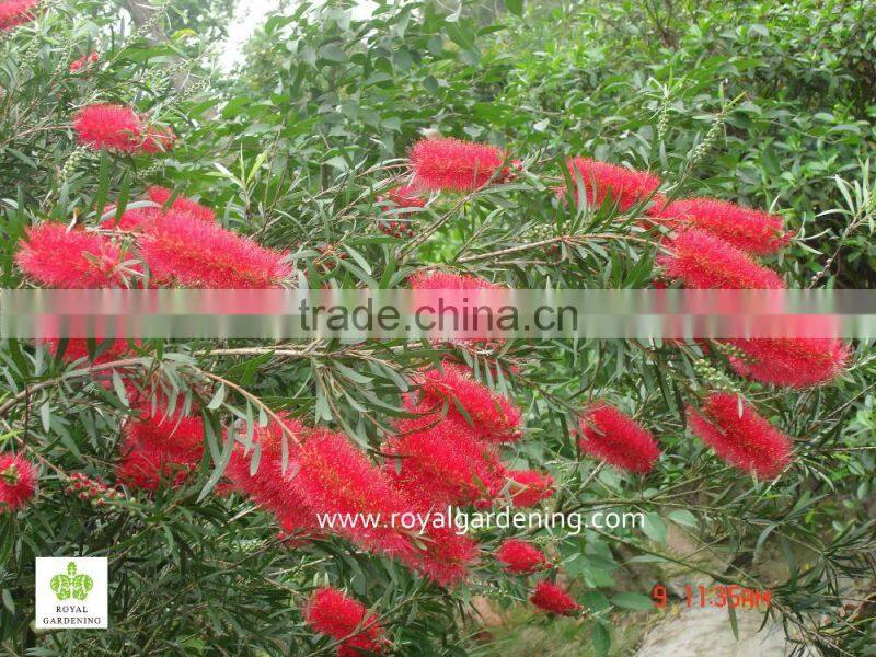 callistemon viminalis outdoor landscaping trees