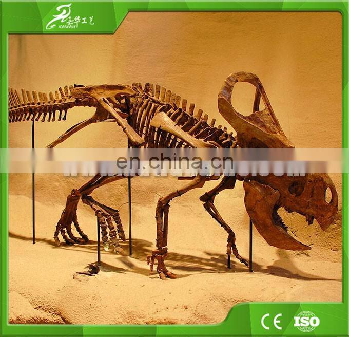 KAWAH Life size Museum Exhibition Fiberglass 5M Dinosaur skeleton Fossils